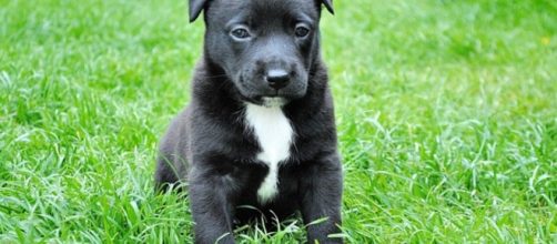 In Italia ci sono tanti animali domestici.