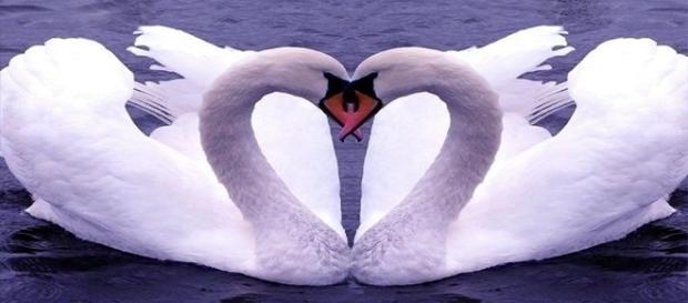 Cisnes e outros animais ficam juntos por toda a vida Cisnes e outros animais ficam juntos por toda a vida