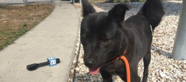 Rescued South Korean dogs taught to lay down to sleep | WFLA.com - wfla.com Rescued South Korean dogs taught to lay down to sleep | WFLA.com - wfla.com