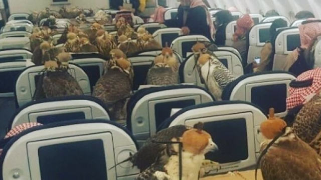 Principe saudita compra 80 biglietti d'aereo per i suoi falchi