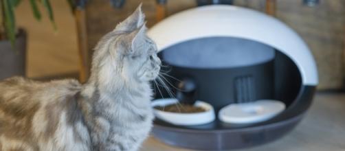 Among the many gadgets at CES is the Catspad connected pet feeder. (Photo via Catspad)