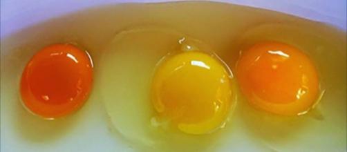 Saiba quais ovos são saudáveis pela cor da sua gema