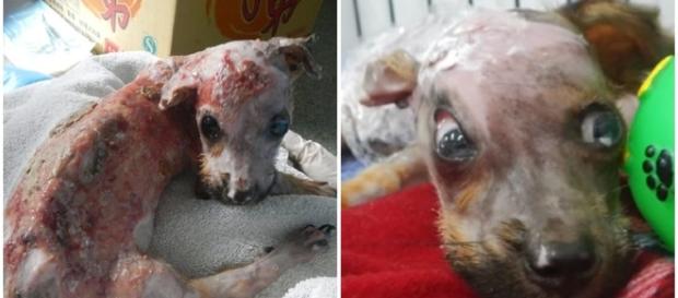Homem joga água fervendo em cachorro Homem joga água fervendo em cachorro