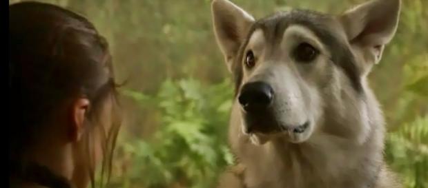 Il Trono di Spade: nella settima stagione Nymeria ritorna, ma qualcosa in lei è cambiato Il Trono di Spade: nella settima stagione Nymeria ritorna, ma qualcosa in lei è cambiato