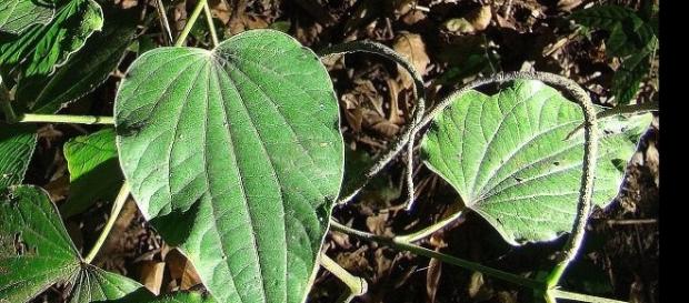 Imagens da capeba planta utilizada para combater a infecção urinária. Imagens da capeba planta utilizada para combater a infecção urinária.