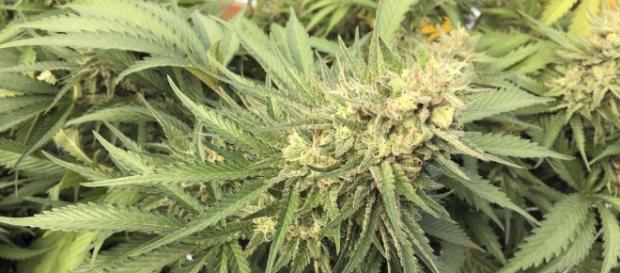 Our View: Maine needs rational pot policy, so vote 'yes' on ... - pressherald.com Our View: Maine needs rational pot policy, so vote 'yes' on ... - pressherald.com
