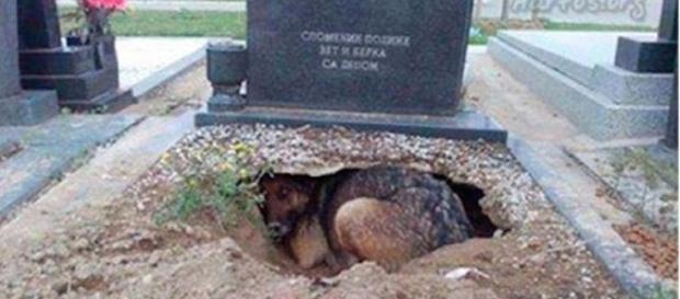 Todos acreditavam que ela queria ser sepultada com o dono. Todos acreditavam que ela queria ser sepultada com o dono.