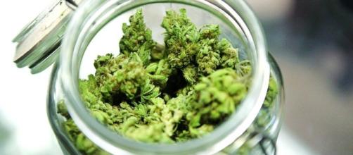 Cannabis terapeutica, in vendita nelle farmacie, sotto controllo statale