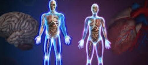 Scientists found new organ in the human body - Photo: Popar Human Anatomy