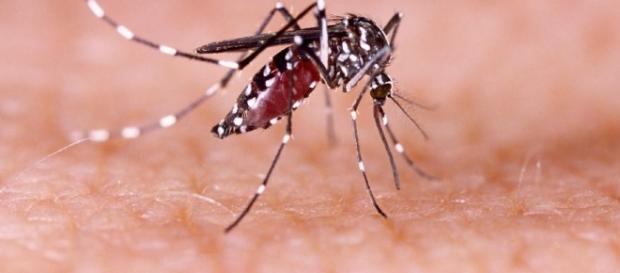 Casos de febre amarela na região põe Saúde em alerta Casos de febre amarela na região põe Saúde em alerta
