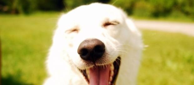 Seu pet sabe como te receber em casa como ninguém!| Tudo Sobre Cachorros - com.br Seu pet sabe como te receber em casa como ninguém!| Tudo Sobre Cachorros - com.br