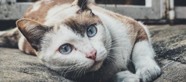 Vírus da gripe aviária pode ser transmitido de pássaros para outros animais. Vírus da gripe aviária pode ser transmitido de pássaros para outros animais.