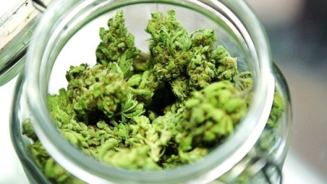 Cannabis terapeutica, in vendita nelle farmacie, sotto controllo statale