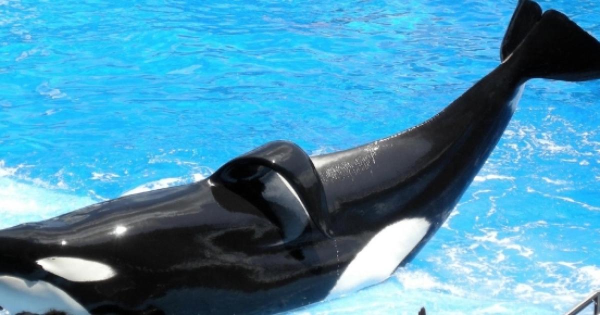 'Blackfish' Orca Dies At SeaWorld: 36-y/o Captive 'killer Whale ...