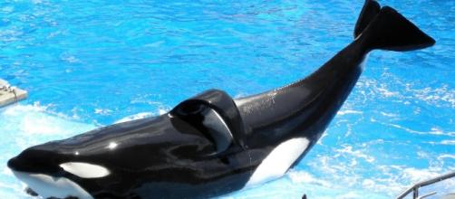 Source: Wikimedia. "Blackfish" orca Tilikum is dead at 35, still in captivity at SeaWorld
