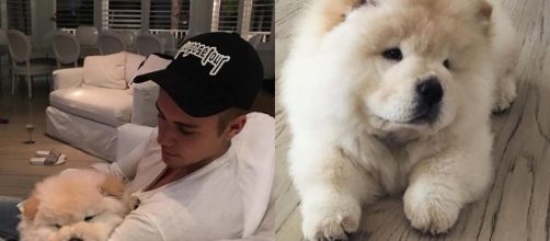 Justin Bieber e Teddy: il cane sopravviverà grazie alle donazioni
