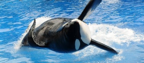 Killer whale that starred in "Blackfish" dies at SeaWorld - Photo: Blasting News Library - inquisitr.com