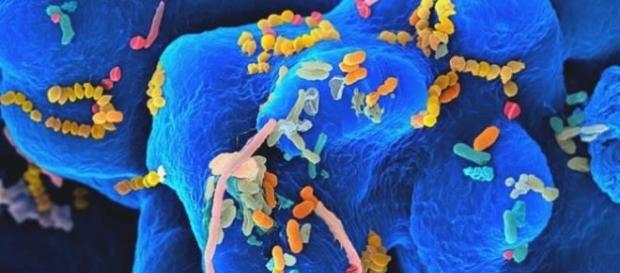 Il microbiota intestinale influenza il processo di carcinogenesi. Il microbiota intestinale influenza il processo di carcinogenesi.