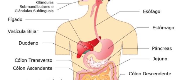 Gráfico sobre o corpo humano e os órgãos Gráfico sobre o corpo humano e os órgãos