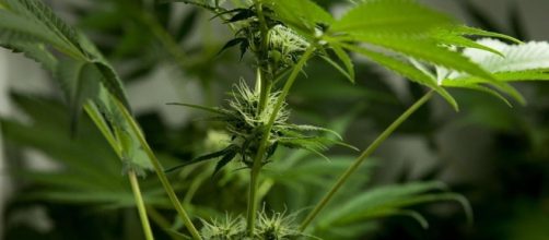 Cannabis a Marseille - Legalisation
