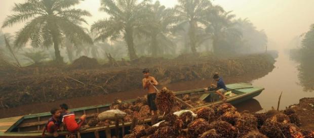 El imparable aumento de la población mundial | Otro Mundo Es Posible - otromundoesposible.net El imparable aumento de la población mundial | Otro Mundo Es Posible - otromundoesposible.net