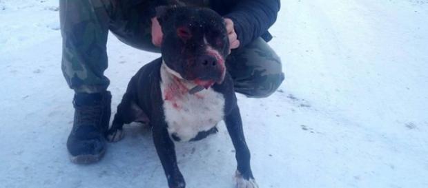 un Pit Bull ataca un catel legat un Pit Bull ataca un catel legat