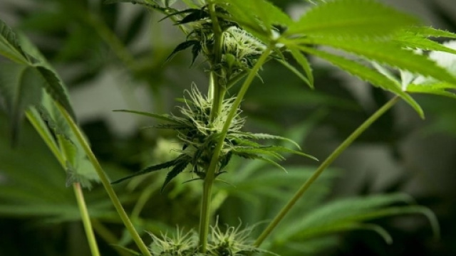 Cannabis a Marseille - Legalisation