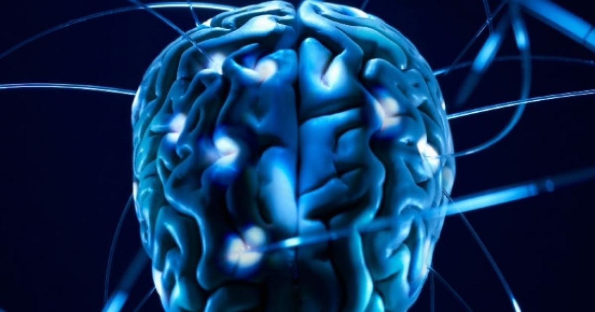 Il cervello umano non arresta mai la sua crescita