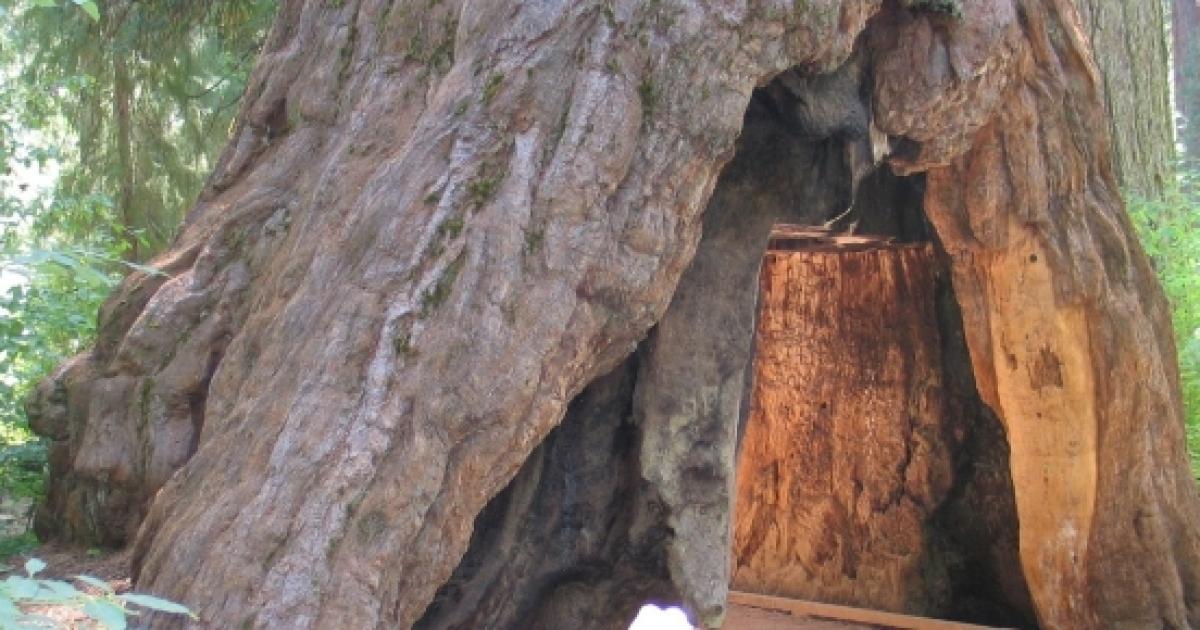 The famous Giant Sequoia Tunnel Tree is no more