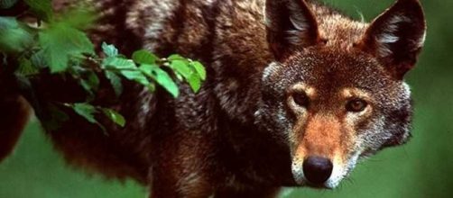 1000+ images about Red Wolves on Pinterest | Red wolves ... - pinterest.com