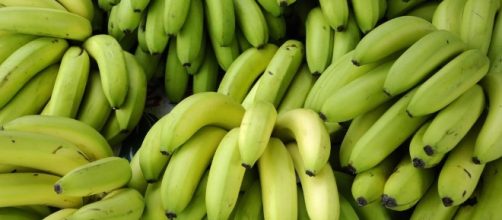 Le banane acerbe, ricche fonti di fibre solubili che riducono la fame