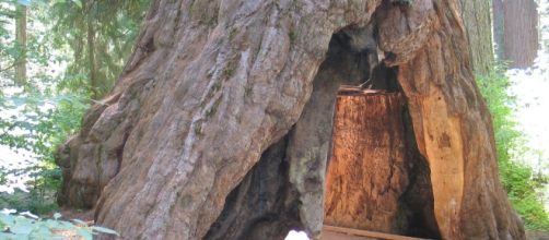 The Giant Sequoia Tunnel Tree before its fall / Photo via John J. O'Brien, Wikipedia.