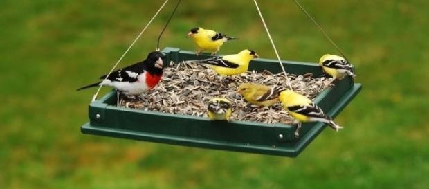 Anyone who enjoys feeding birds will enjoy artist Chris Bleicher's BirdCam project. / Photo via Blasting News and ebay.com Anyone who enjoys feeding birds will enjoy artist Chris Bleicher's BirdCam project. / Photo via Blasting News and ebay.com