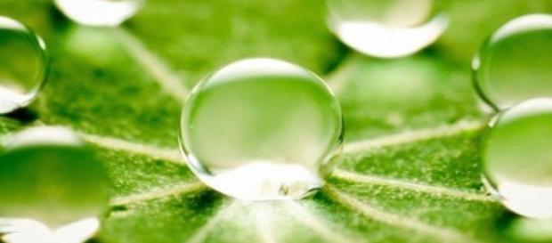 oligoelementi per il benessere dell'organismo oligoelementi per il benessere dell'organismo