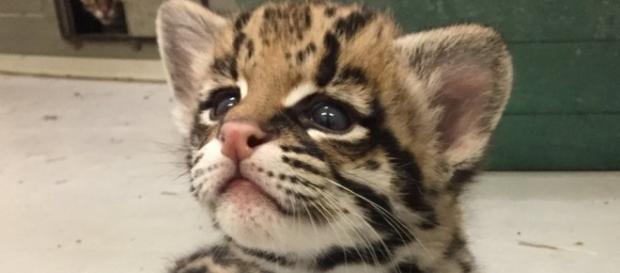 Um dos concorrentes a animalzinho mais fofo no Twitter Um dos concorrentes a animalzinho mais fofo no Twitter