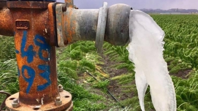 Freddo polare, pronto lo stato di calamità.