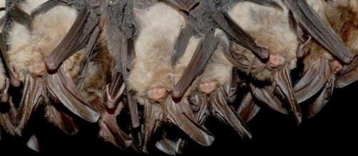 Bats invaded two Utah high schools leading to vaccinations. (Image Credit: U. S. Fish and Wildlife Service/Wikimedia Commons)