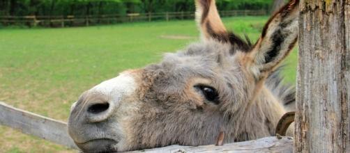In Germany, a donkey bite an orange 'McLaren' and the court ordered to pay compensation to the car owner. (Image credit: Photos via Pixabay}