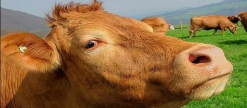 The impact of livestock methane emission on global warming was underestimated, says study [Image Credit: Pixabay]