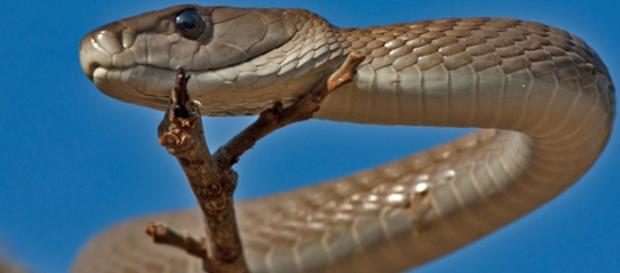 Ithala Gmae Reserve - black mambas are common - Image - By Lion tiger leopard CC BY-SA 4.0 Wikimedia Commons Ithala Gmae Reserve - black mambas are common - Image - By Lion tiger leopard CC BY-SA 4.0 Wikimedia Commons