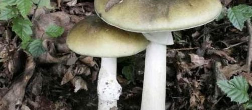 Il fungo velenoso era cresciuto in mezzo ai prataioli mimetizzandosi