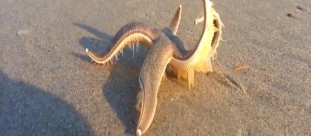 Imagens gravadas em praia viralizam na web Imagens gravadas em praia viralizam na web