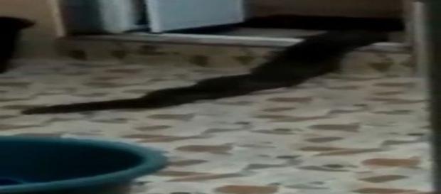 Monstrengo gigante rasteja pela casa de uma família na Malásia (Zul Hanif Anip) Monstrengo gigante rasteja pela casa de uma família na Malásia (Zul Hanif Anip)