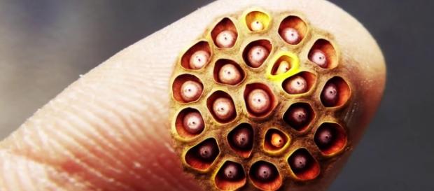 Tripofobia: o transtorno de quem tem medo de buracos Tripofobia: o transtorno de quem tem medo de buracos