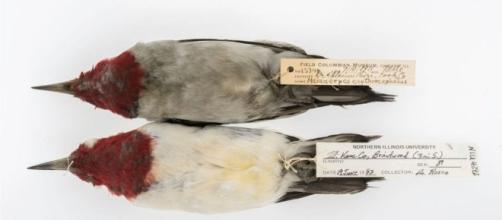 Sooty birds' reveal hidden US air pollution - BBC News - bbc.co.uk