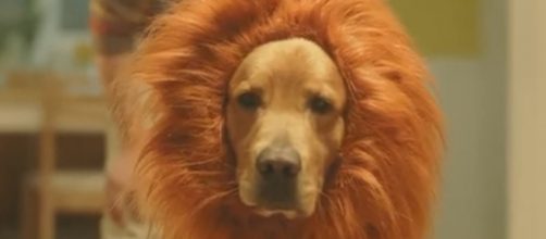 Will you be dressing up your pet this Halloween? [Image via Danio's232/YouTube]