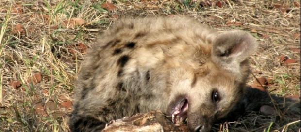 Kruger National Park Hyena on roadsie - Image - J. Flowers (Own work) Kruger National Park Hyena on roadsie - Image - J. Flowers (Own work)