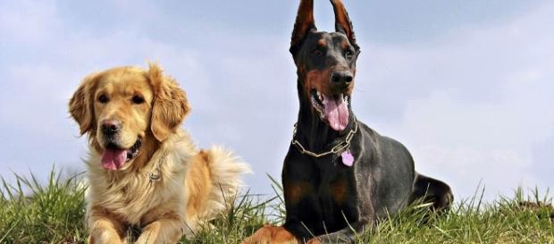 Los perros tienen alma y guías espirituales? - eperros.com Los perros tienen alma y guías espirituales? - eperros.com