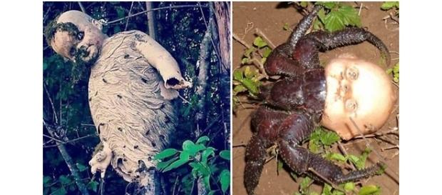 Muitas vezes, a natureza sabe ser terrível e até mesmo assustadora Muitas vezes, a natureza sabe ser terrível e até mesmo assustadora