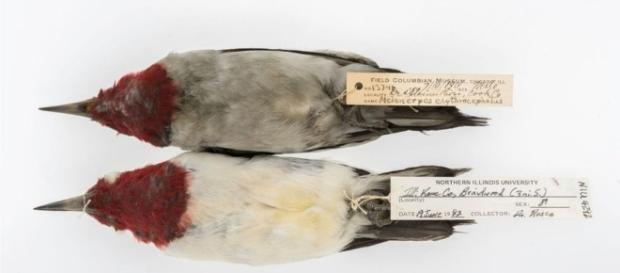 Sooty birds' reveal hidden US air pollution - BBC News - bbc.co.uk Sooty birds' reveal hidden US air pollution - BBC News - bbc.co.uk